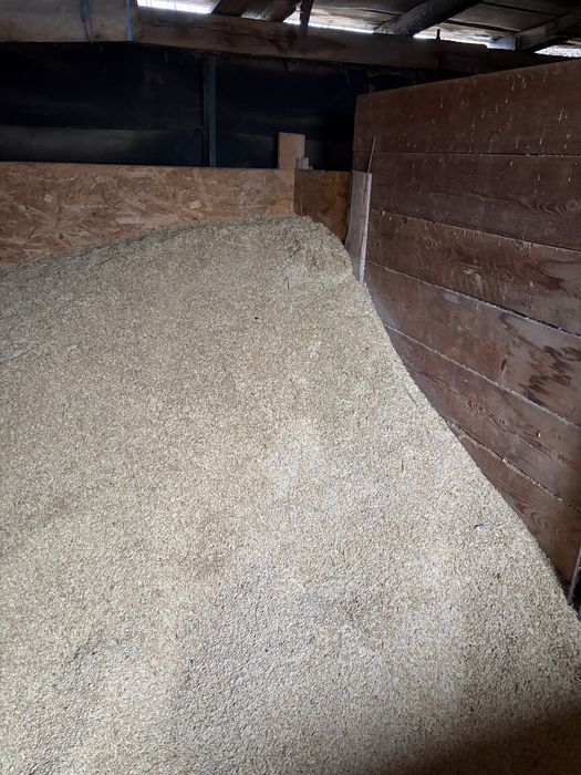 Orzoaica de primavara