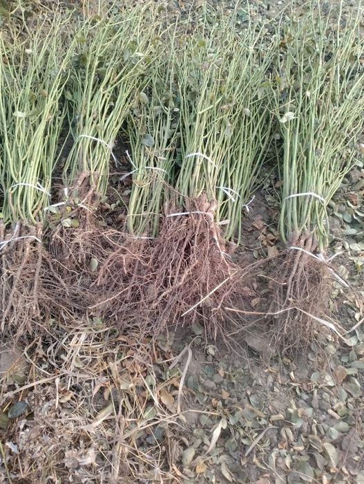 Кузни Кувнатадиган ассортимент Атиргул Кучатлари  сотилади