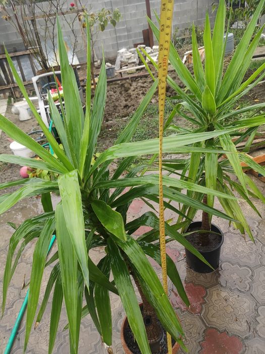 Yucca plante ornamentale de apartament Timisoara