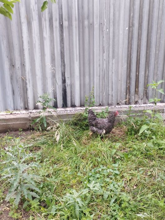 Продам парочку курей рябых