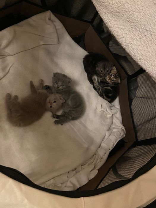 Шотландские котята