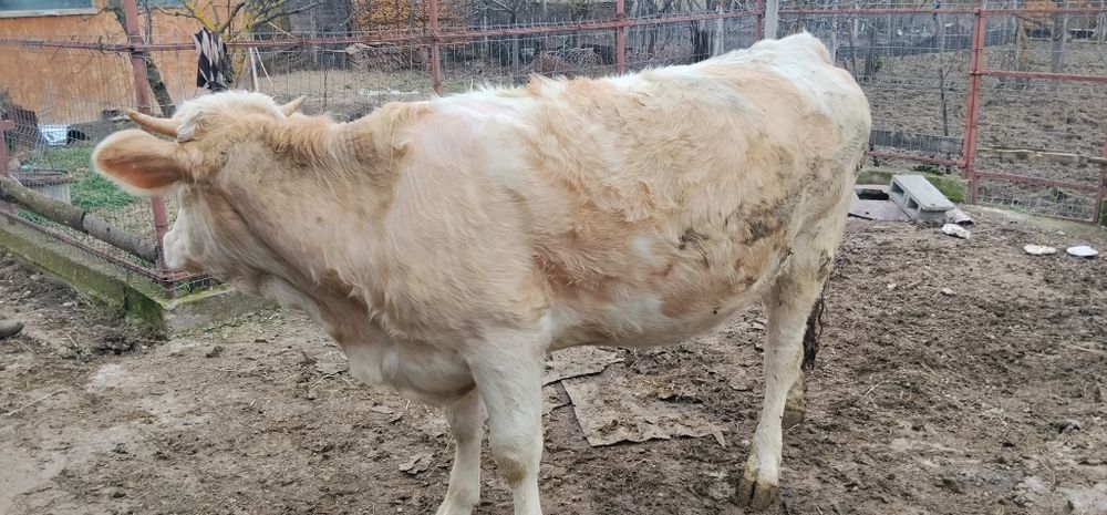 Vând junincă montată de 8 luni