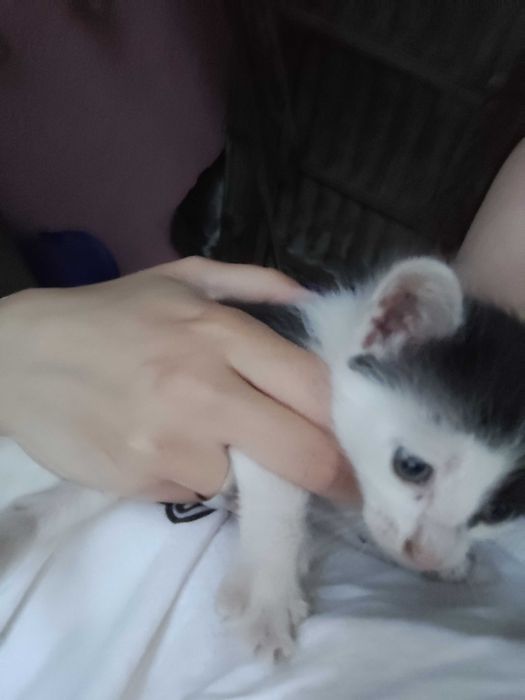 Pisici pentru adopție