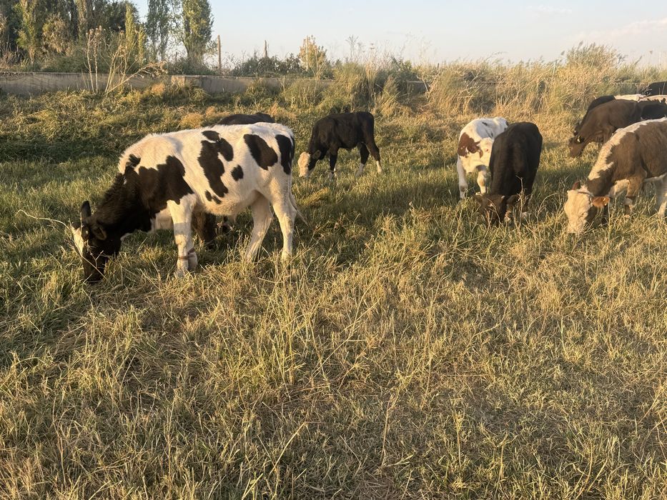 Подсос бычок бұзау еркек бұқа сатылады