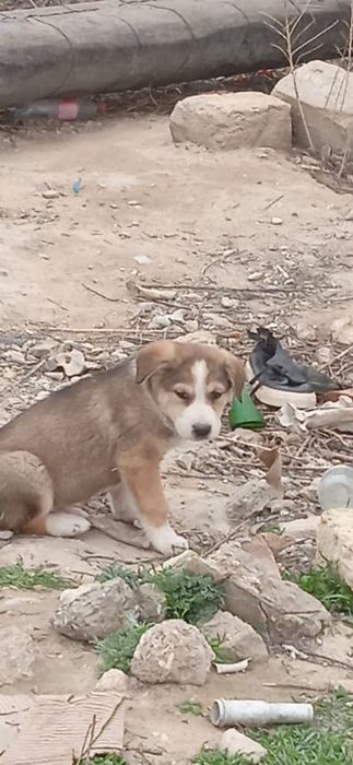 Щенки, отдам бесплатно