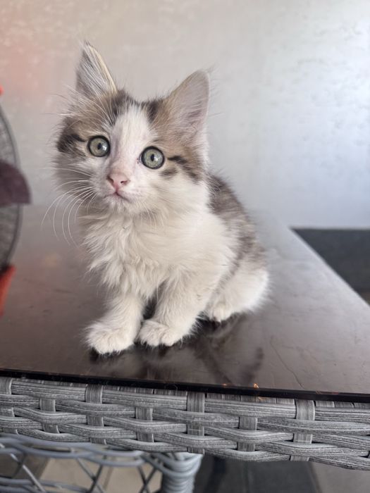 Котенок 2 месяца