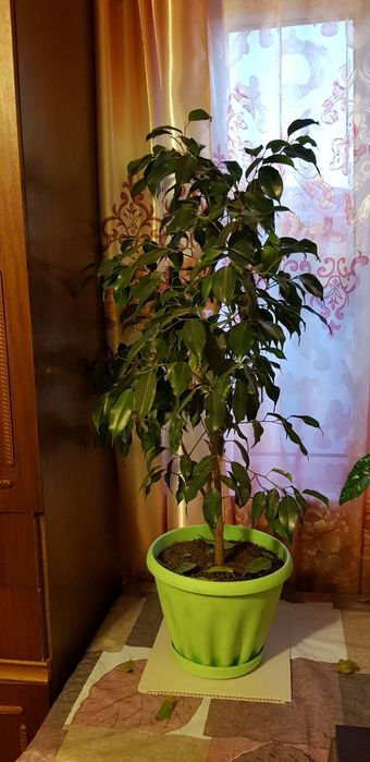 Продам цветы комнатные