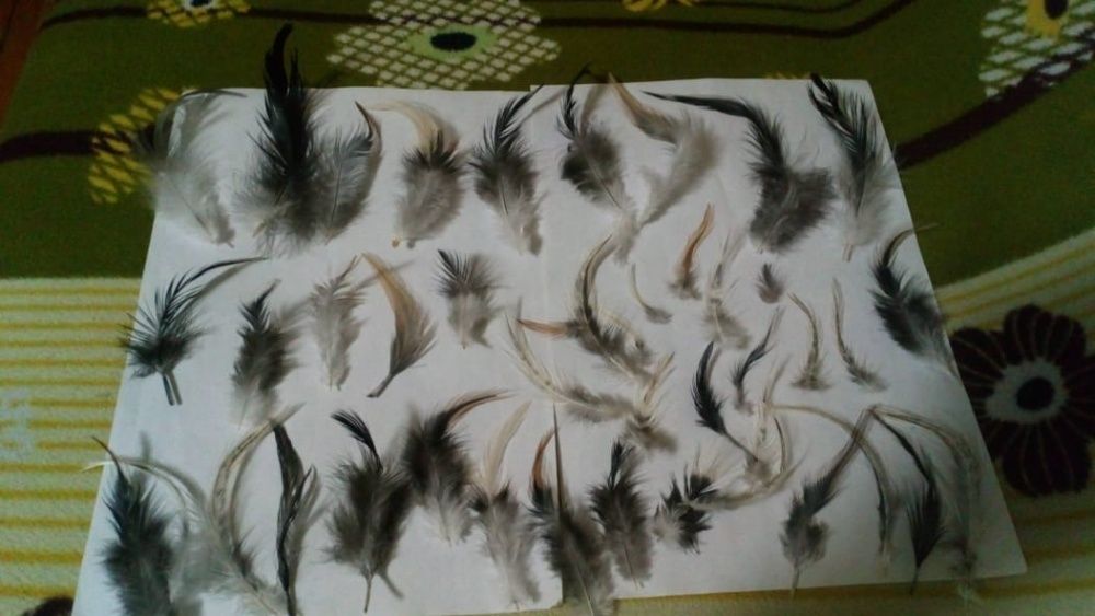 продам перо