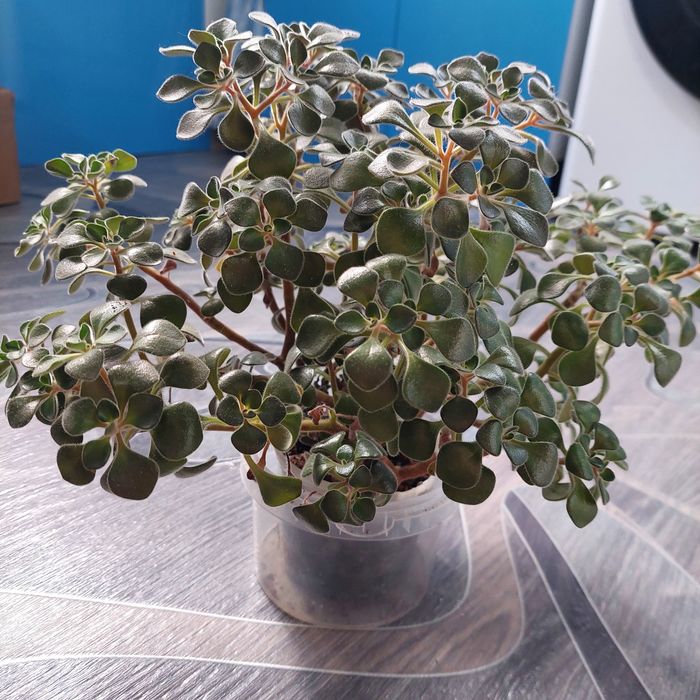 Продам  аихризон