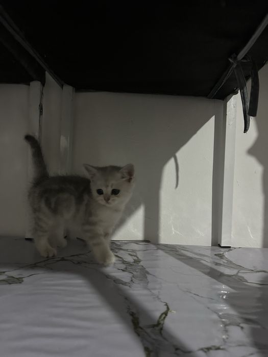 Продается котенок маленькая