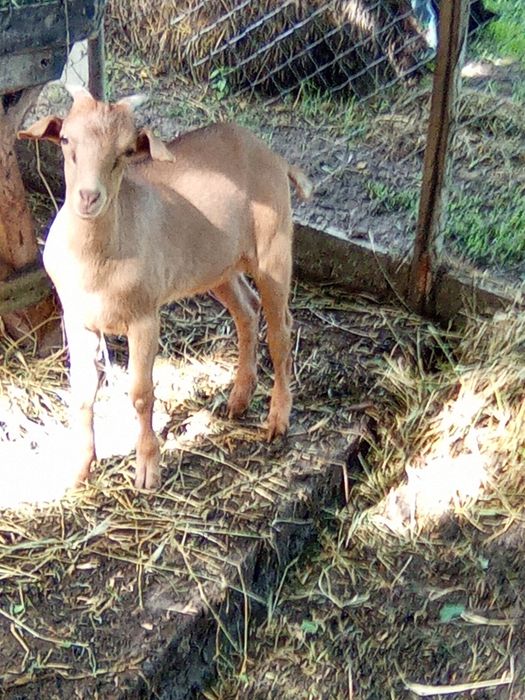 Țap în vârstă de 3 luni jumate AngloNubian
