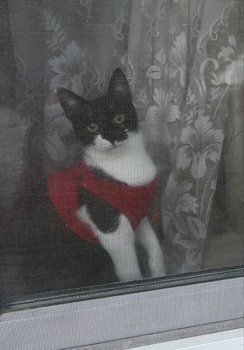 Подарявам женско коте