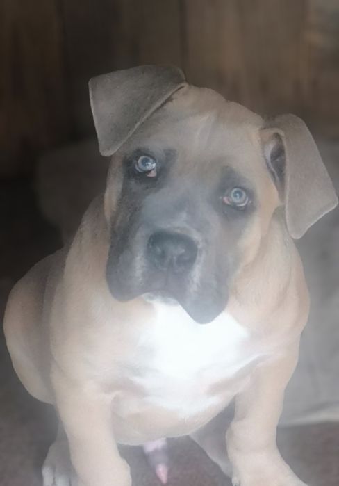 Mascul Cane Corso formentino,cu Pedigree+