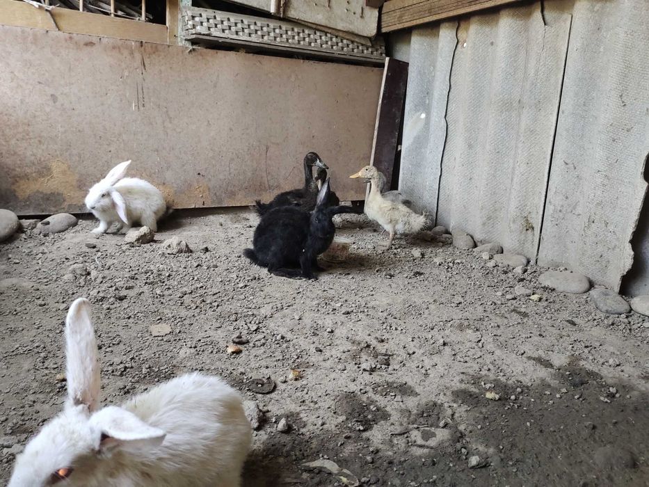 4 ta quyon soğlom  sabzavotlar bn boqilgan narxi 450000 ming sõm