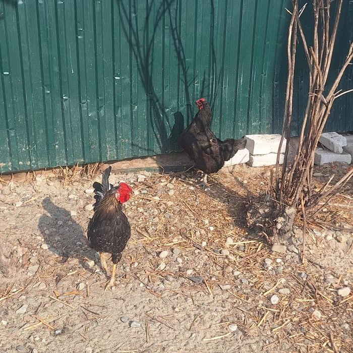 Продам петуха молодого