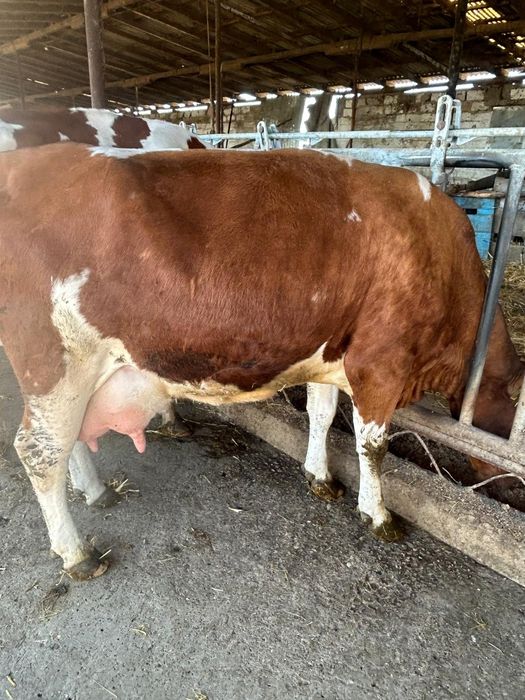 Vaci cu lapte fătate recent