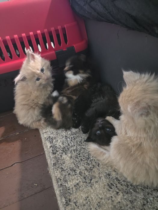 Чистокръвни котки Мейн куун