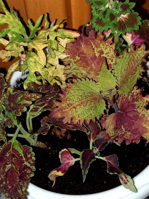 Продам садово-комнатное растение  -колеус   5 в 11