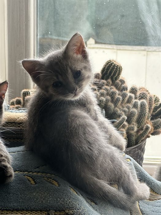Отдам котят в хорошие руки!