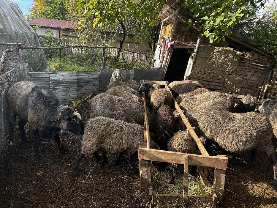 Oi romanov de vanzare