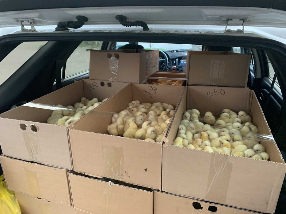 Суточные бройлеры / Цыплята / Бройлер балапандары / Росс-308 /