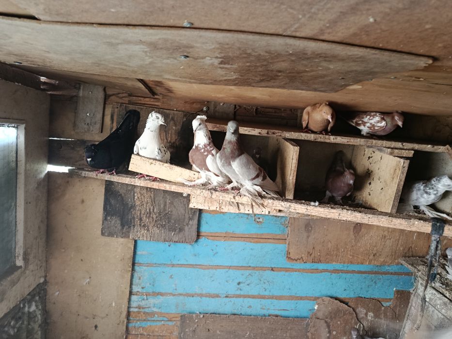 Продам голубей разных пород