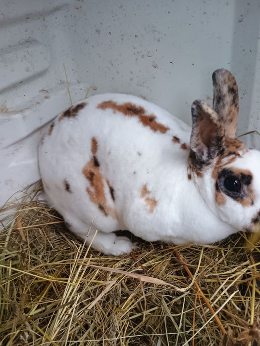 Iepurași Rex tricolor și berbec pitic