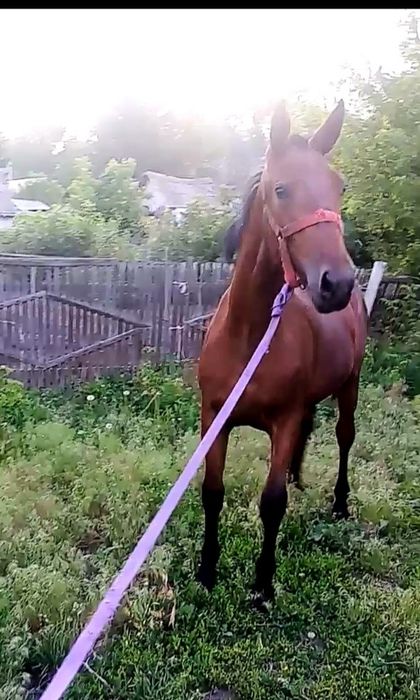 иноходка американка кабылка