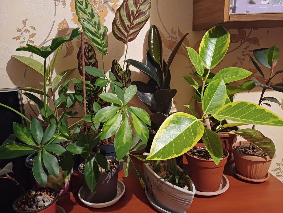 Комнотные цветы  цветы