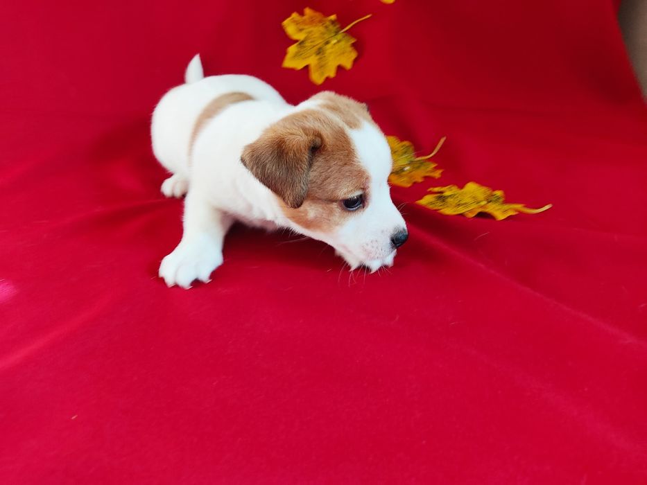 Продам щенков Джек Рассел терьера