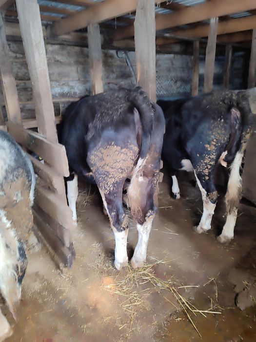 Продам тёлок 1,5 годовалые