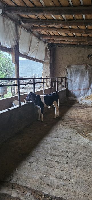 Продам корову с теленком.