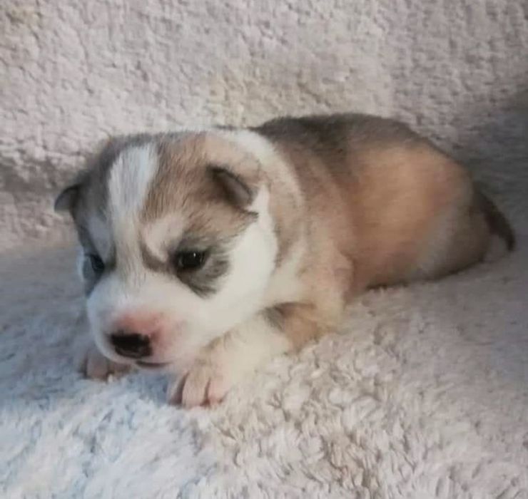 Щенки очаровательной хаски