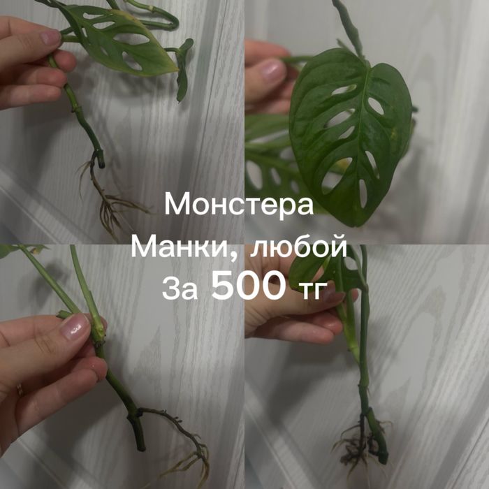 Разные отростки цветов