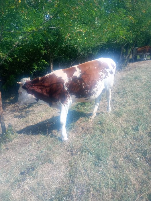 Vând tauras pt monta un an jumate