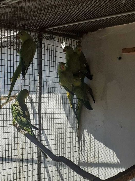 Попугаи ожереловые