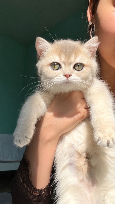 Продам котёнка, девочка, 4 месяца