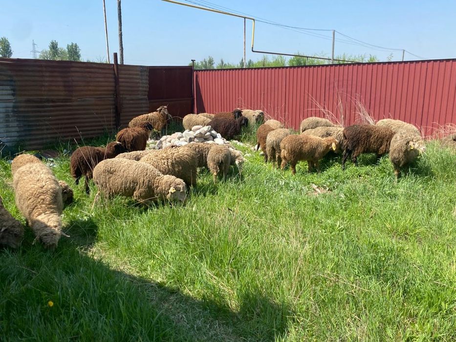 Тоқтылар сатылады