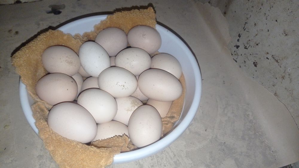 Brama Tuxumlari Sotiladi Qoni Toza Joja Ochirish Uchun Uruglangan