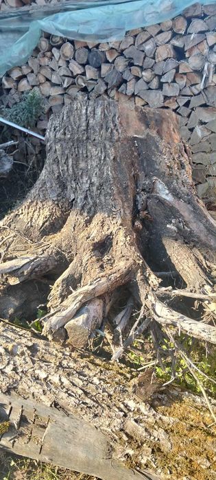 Radacina trunchi de nuc