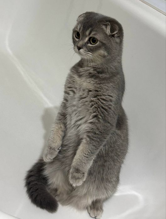 Скоттиш фолд котенок