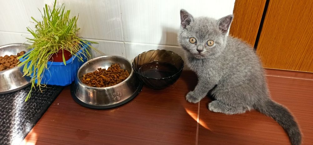Британски късокосмести котенца