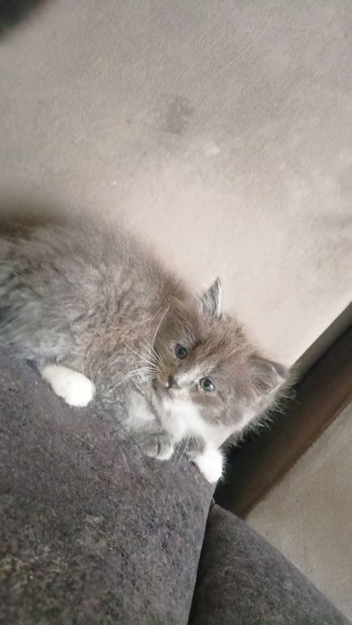 Мушукчалар сотилади