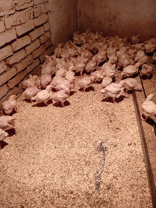 Продаётся цыплят бройлеры