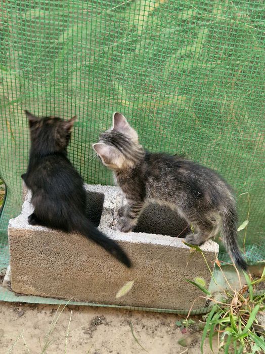 Подарявам котета