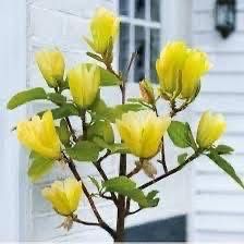 5 цвята магнолии , black tulip, sunraise,genie, yelow bird ,satisfact