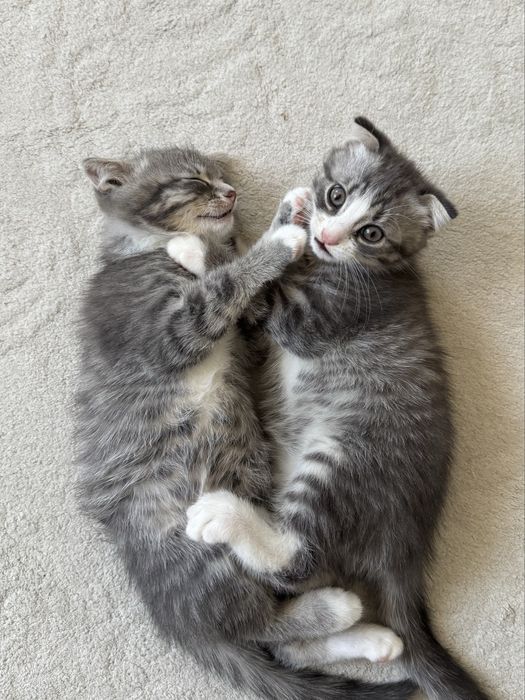 Продам котят в добрые руки