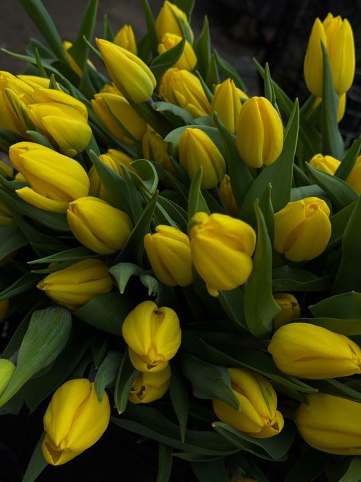 Тюльпаный голанские