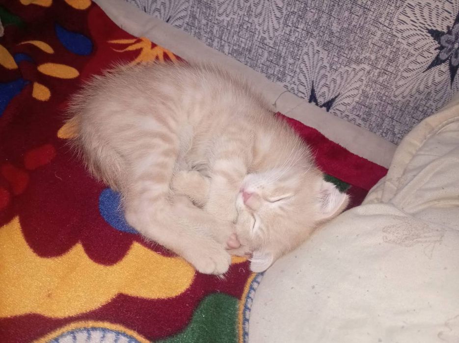 Вислоухий рыжий Мальчик котёнок