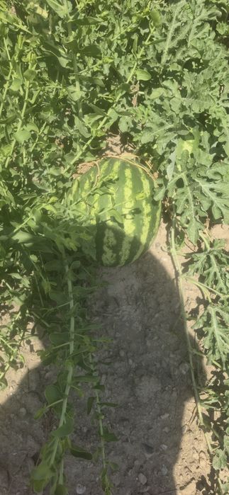 Дыня  арбуза на любой вкус